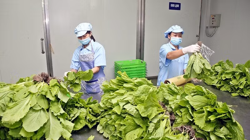 Фасовка овощей, выращенных гидропонным способом на ферме VinEco Тамдао. Фото: Дык Ан