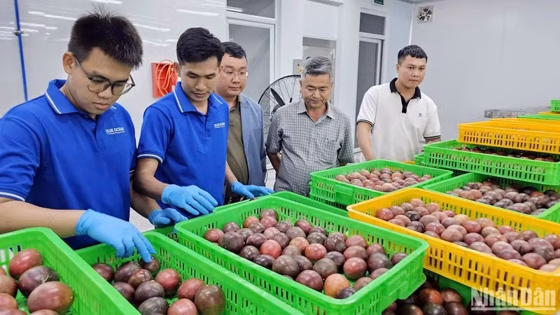 В декабре епервые было экспортировано более 1,5 тонны маракуйи на австралийского рынок.