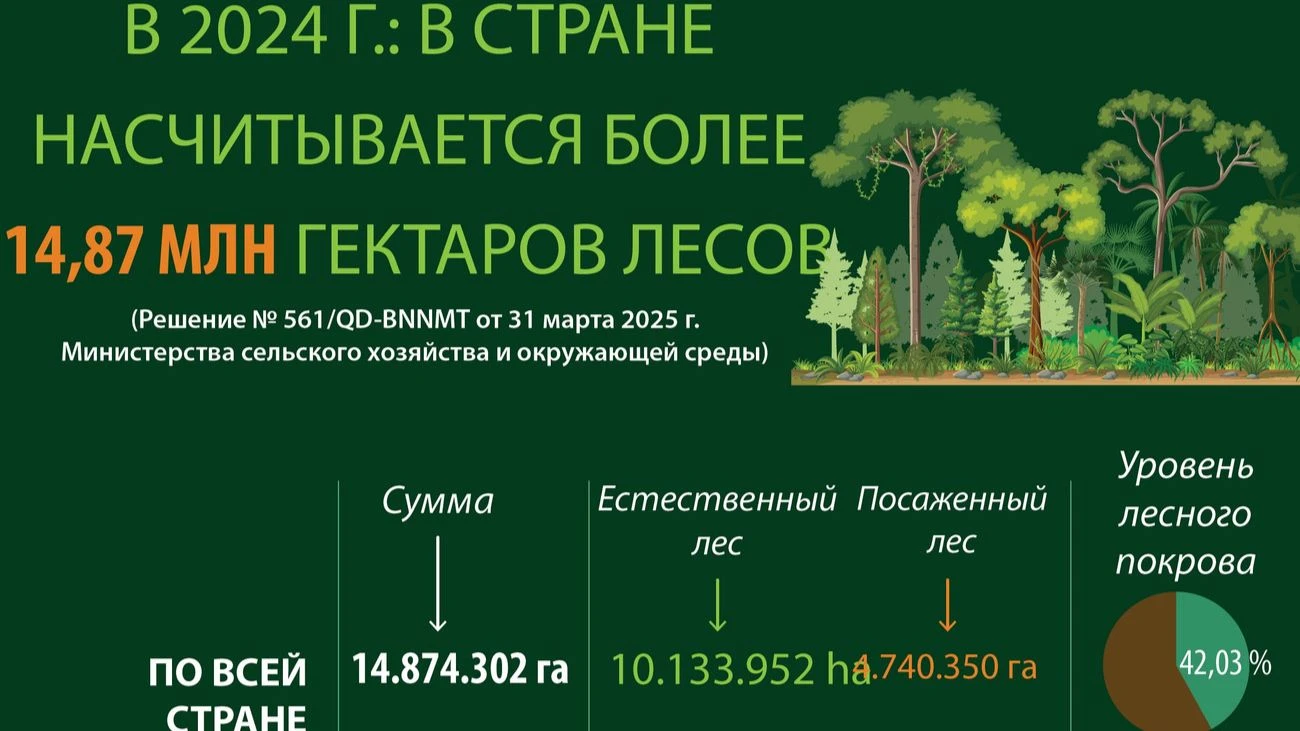 В 2024 году во Вьетнаме насчитывалось более 14,87 миллиона гектаров леса