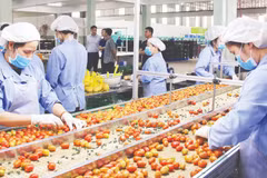 Высокотехнологичное производство овощей и фруктов на ферме PT Farm в общине Дыкчонг.