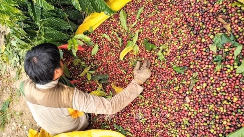 Вьетнам известен как второй по величине производитель кофе в мире. Фото: ВИА