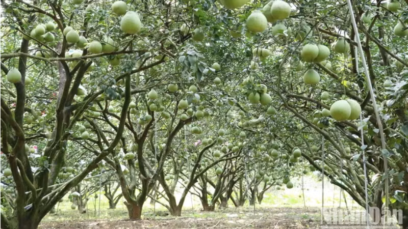 Помело Танчиеу – первый фруктовый бренд провинции Донгнай, признанный Управлением интеллектуальной собственности Вьетнама в 2006 году.