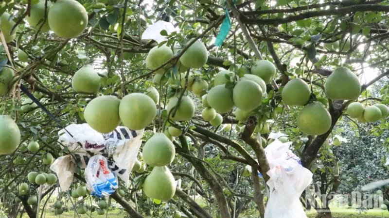 Помело Танчиеу – фирменный продукт Донгная, который многие люди выбирают в качестве подарка во время Тэта.