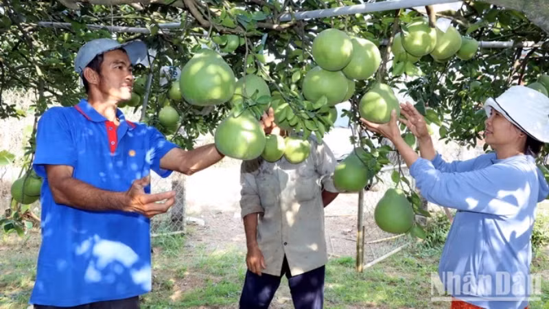 Люди тщательно ухаживают за помело, чтобы продать на Тэт.