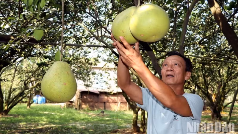 Жители деревни помело Танчиеу уезда Винькыу провинции Донгнай готовятся к сбору помело для продажи на Тэт.