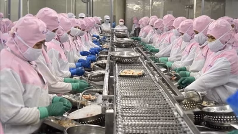 Обработка креветок для экспорта в провинции Шокчанг. Фото: ВИA