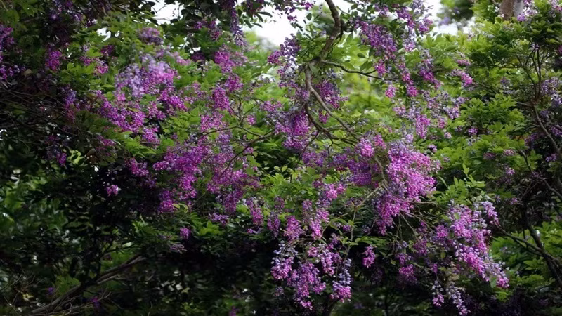 Цветы красивей всего выглядят утром, когда они блестят в мягком свете, а их лепестки украшены росой. Фото: Вьетнам +