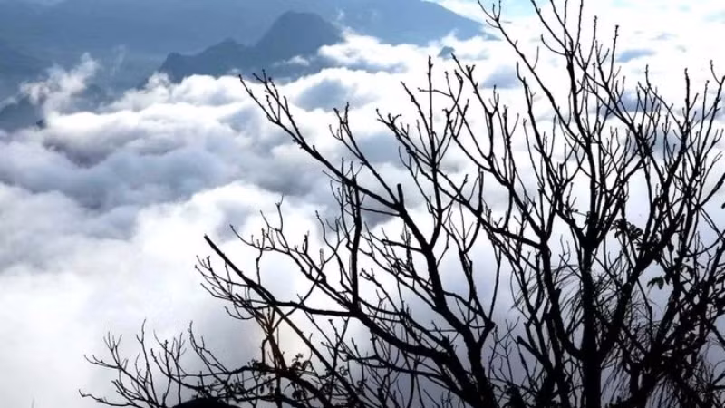 Тонкие ветви деревьев демонстрируют сильную жизненную силу на вершине горы на высоте более 1000 метров над уровнем моря.