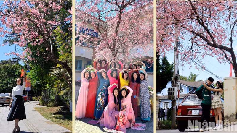 В первые дни после Нового года по лунному календарю горный город Далат окрашивается в очаровательные розово-фиолетовые цвета цветущей тайской сакуры на всех улицах, привлекая туристов полюбоваться цветами и фотографироваться. В первые дни после Нового года по лунному календарю горный город Далат окрашивается в очаровательные розово-фиолетовые цвета цветущей тайской сакуры на всех улицах, привлекая туристов полюбоваться цветами и фотографироваться.