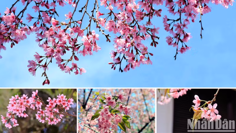 Розовый цвет тайской сакуры ошеломляет и завораживает путешественников. Розовый цвет тайской сакуры ошеломляет и завораживает путешественников.