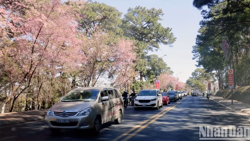Весной тайская сакура цветет по всем улицам горного города. Весной тайская сакура цветет по всем улицам горного города.