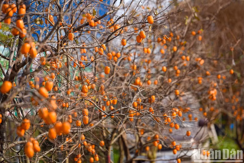 Ветки хурмы густо усыпаны спелыми ярко-желтыми плодами.