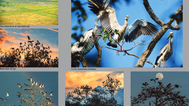 Ласточки прилетают в национальный парк Лого-Самат. Автор: Нгуен Зюи Хау