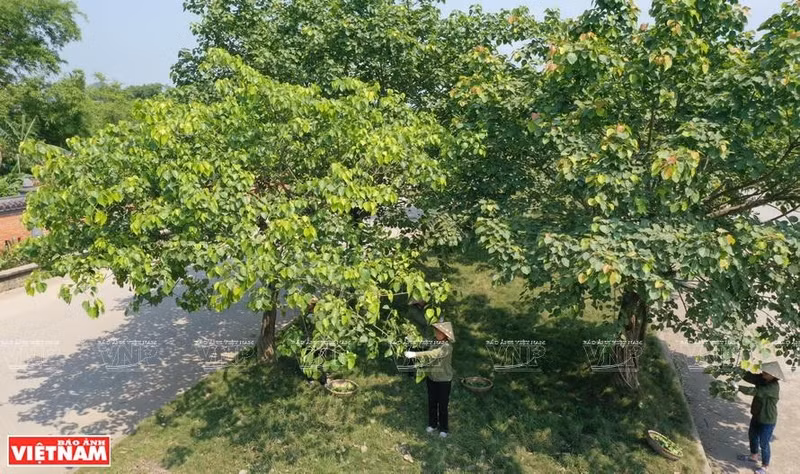 Жители общины Жашинь собирают листья дерева бодхи. Фото: Тхань Жанг