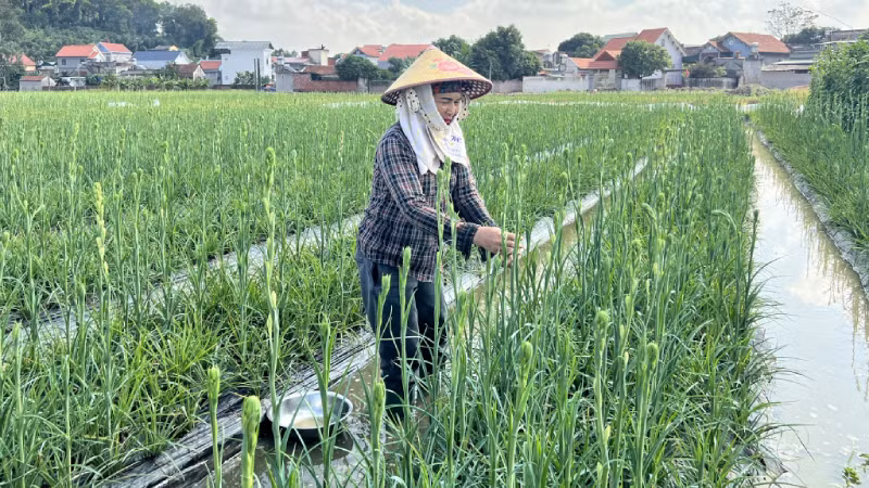 Куангнинь помогает тысячам бедных и почти бедных домохозяйств избежать бедности. Фото: baoquangninh.vn