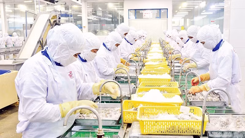 Переработка морепродуктов на экспорт. Фото: Чан Куок