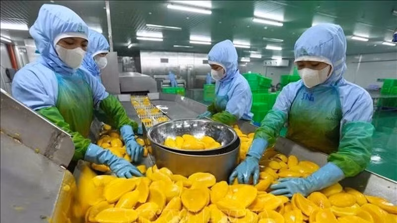 Рабочие обрабатывают манго для экспорта на фабрике акционерного общества по производству фруктов и овощей Анжанг в провинции Ламдонг Фото: ВИA