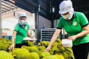 Дуриан - экспортный продукт с высокой добавленной стоимостью, способствующий повышению стоимости сельскохозяйственного сектора. Фото: ВИА