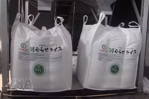 Партия риса Japonica, сертифицированного под маркой «Зелёный низкоэмиссионный вьетнамский рис», экспортируемая на японский рынок. Фото: ВИА