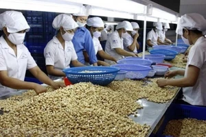 Переработка кешью. Фото: ВИА