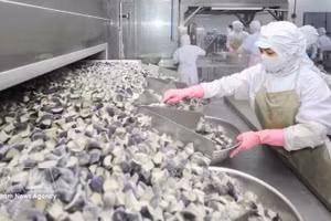 Работники перерабатывают сельскохозяйственную продукцию на предприятии Coastal Fisheries Development Company (Cofidec) в городе Хошимине. Фото: ВИА