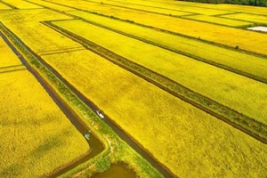 Рисовое поле в общине Виньии провинции Камау.