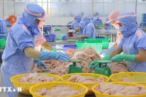 Переработка пангасиуса. Фото: ВИА