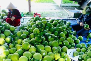 Экспорт сельхозпродукции Ханоя в 2025 году превысил 2 млрд долларов США. Фото: ВИА