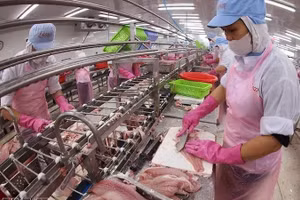 Переработка экспортной продукции из филе пангасиуса на заводе Акционерной компании Го Данг Тьензянг. Фото: ВИА