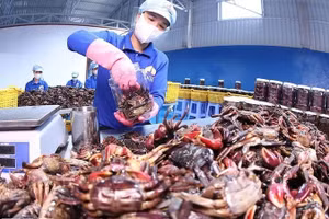 Упаковка продукции из краба бакхиа на кооперативе Кооператив Бакхиа Дамзой, община Куатьфам, провинция Камау. Фото: ВИА
