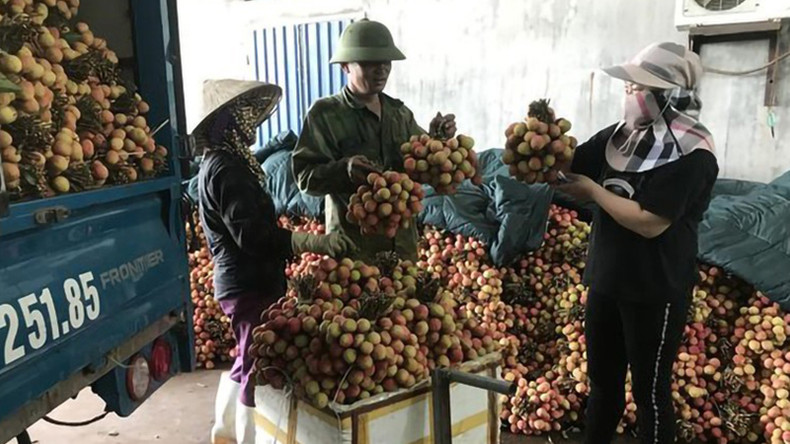 Жители уезда Тханьха (провинция Хайзыонг) продают личи предприятиям, занимающимся экспортом. Фото: ВИА Жители уезда Тханьха (провинция Хайзыонг) продают личи предприятиям, занимающимся экспортом. Фото: ВИА