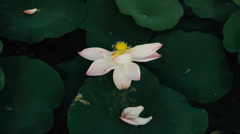 Г-жа Тьиен заявила, что сезон лотоса в Тхайбине обычно длится с апреля по октября по лунному календарю каждый год. Г-жа Тьиен заявила, что сезон лотоса в Тхайбине обычно длится с апреля по октября по лунному календарю каждый год.