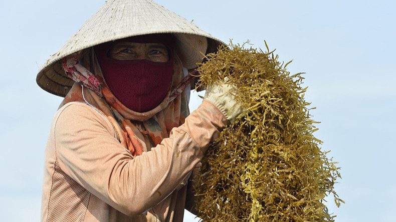 С середины мая рыбаки в прибрежных районах провинции Куангнгай снова заняты сбором саргассума. С середины мая рыбаки в прибрежных районах провинции Куангнгай снова заняты сбором саргассума.