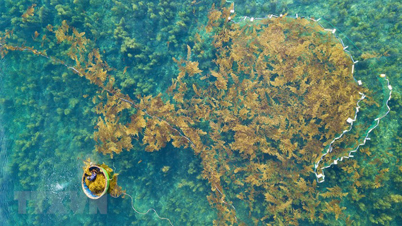 Рыбаки используют рыболовную сеть для ограничения морской площади около 50 кв.м, затем ныряют в воду с помощью кислородного баллона, чтобы срезать саргассум. Рыбаки используют рыболовную сеть для ограничения морской площади около 50 кв.м, затем ныряют в воду с помощью кислородного баллона, чтобы срезать саргассум.