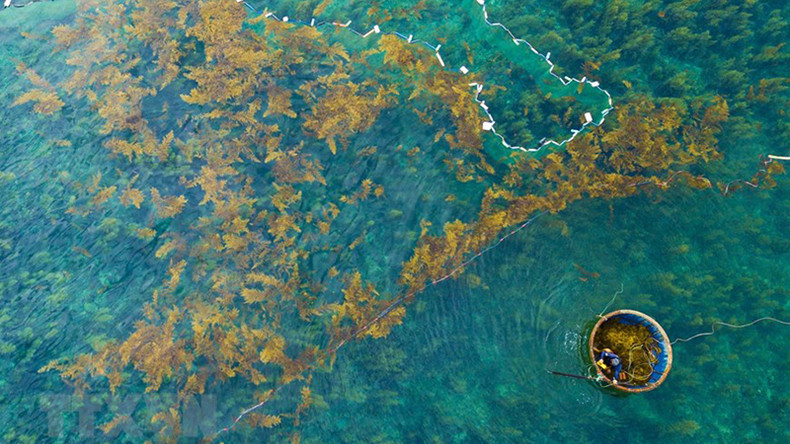 Рыбаки собирают саргассум. Рыбаки собирают саргассум.