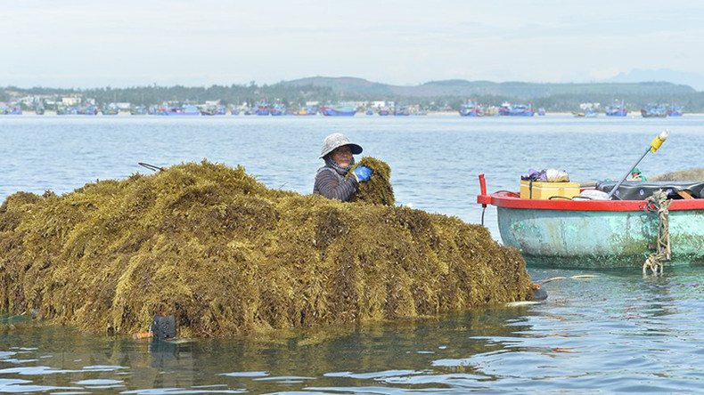 После сбора саргассума жители высушивают их в течение одного или двух дней, а затем продают торговцам. После сбора саргассума жители высушивают их в течение одного или двух дней, а затем продают торговцам.
