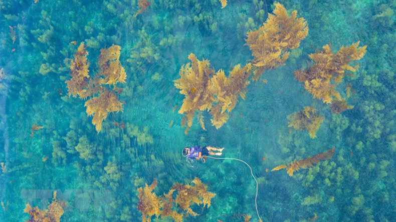 Рыбаки ныряют в воду, чтобы срезать саргассум. Рыбаки ныряют в воду, чтобы срезать саргассум.