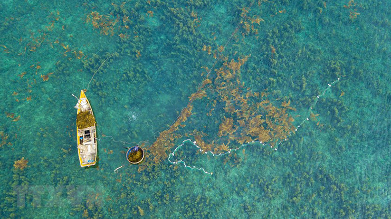 При сборе саргассума в крупном масштабе рыбаки используют лодки, а в малом масштабе – только лодки-корзины. При сборе саргассума в крупном масштабе рыбаки используют лодки, а в малом масштабе – только лодки-корзины.