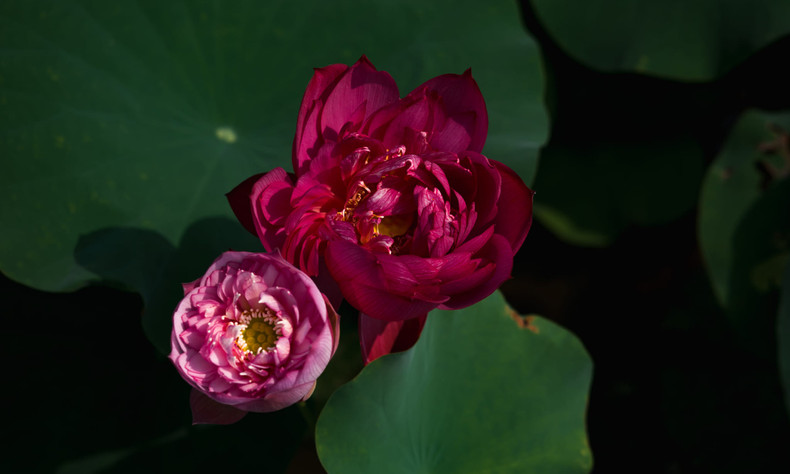 В пруду Вандай выращиваются примерно 32 разных вида лотоса. В частности, здесь встречаются редкие виды лотоса, такие как тысячелепестковый лотос и тысячелепестковый лотос Тиньде. Кроме этого, в пруду насчитывается около 20 видов кувшинок. В пруду Вандай выращиваются примерно 32 разных вида лотоса. В частности, здесь встречаются редкие виды лотоса, такие как тысячелепестковый лотос и тысячелепестковый лотос Тиньде. Кроме этого, в пруду насчитывается около 20 видов кувшинок.