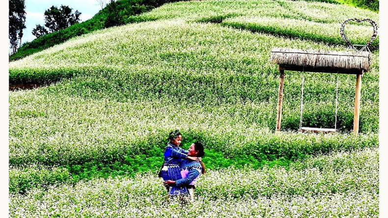 Белые цветы гречихи распускаются, привлекая большое количество туристов. Белые цветы гречихи распускаются, привлекая большое количество туристов.