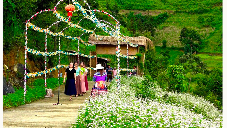 Преставители народности Хмонг делают больше мест остановки вдоль холма цветов гречихи, чтобы приветствовать туристов по случаю Национального праздника 2 сентября. Преставители народности Хмонг делают больше мест остановки вдоль холма цветов гречихи, чтобы приветствовать туристов по случаю Национального праздника 2 сентября.