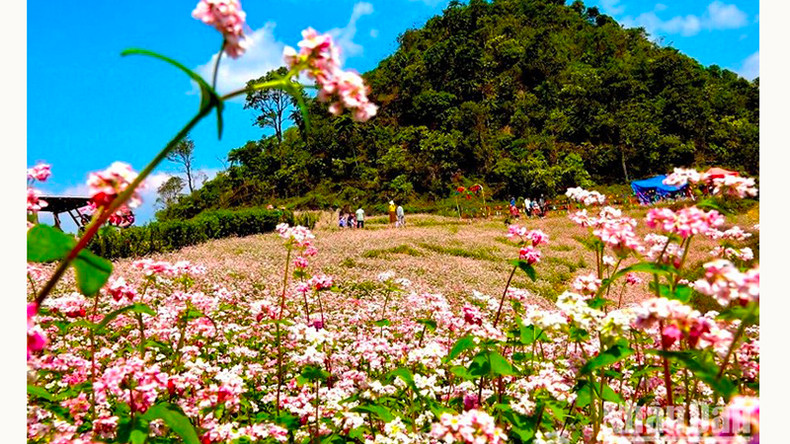 Холм фиолетовых цветов гречихи в Шимакае. Холм фиолетовых цветов гречихи в Шимакае.