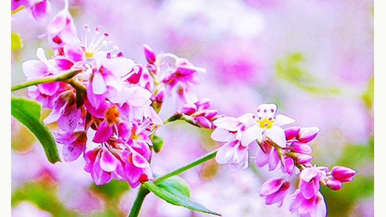 Тонкие фиолетовые лепестки под осенним солнцем. Тонкие фиолетовые лепестки под осенним солнцем.