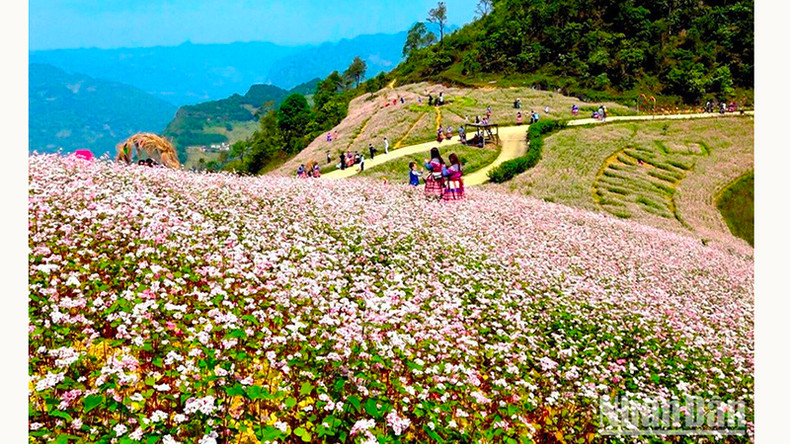 В этом сезоне фиолетовые цветы гречихи расцветают на склонах холмов, приглашая посетителей в древнюю землю Шимакай. В этом сезоне фиолетовые цветы гречихи расцветают на склонах холмов, приглашая посетителей в древнюю землю Шимакай.