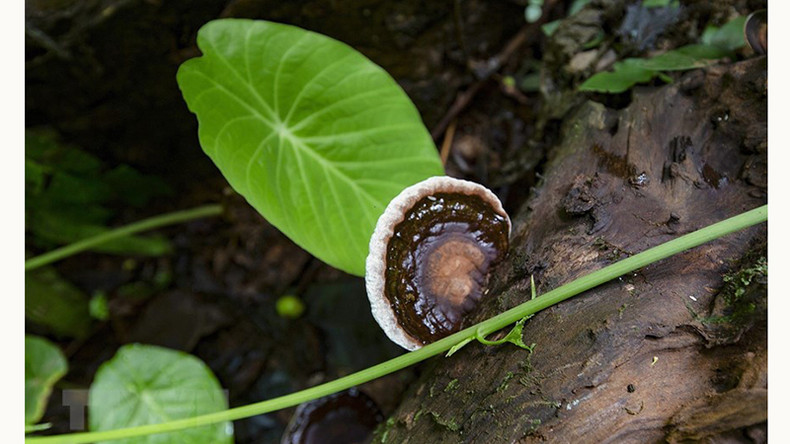 Растительность у входа в пещеру Шынг.