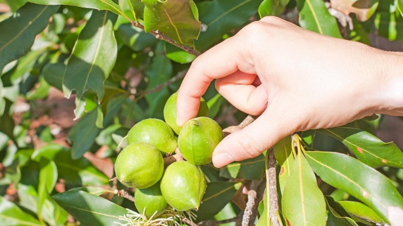 Свежие орехи макадамии.