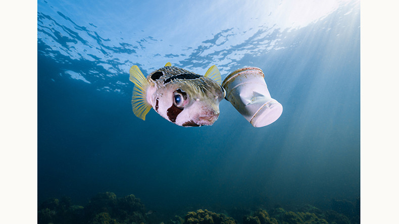 Снимок «Рыба фугу и пластиковый стакан». Фото: Нгуен Нгок Тхиен Снимок «Рыба фугу и пластиковый стакан». Фото: Нгуен Нгок Тхиен
