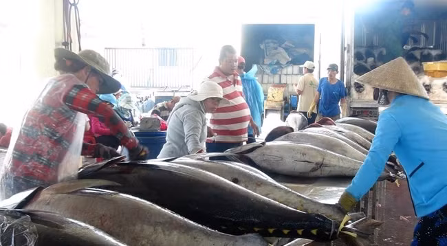 За последнее время объем экспорта вьетнамского тунца в Грецию значительно увеличился. Фото: VNA
