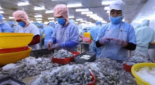 Переработка креветок на экспорт. Фото: VNA