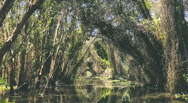 Каяпутовый лес Танлап – место для тех, кто предпочитает приключенческий туризм среди природы.
